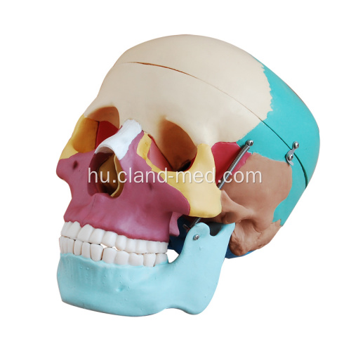Életméretű koponya színes csontokkal